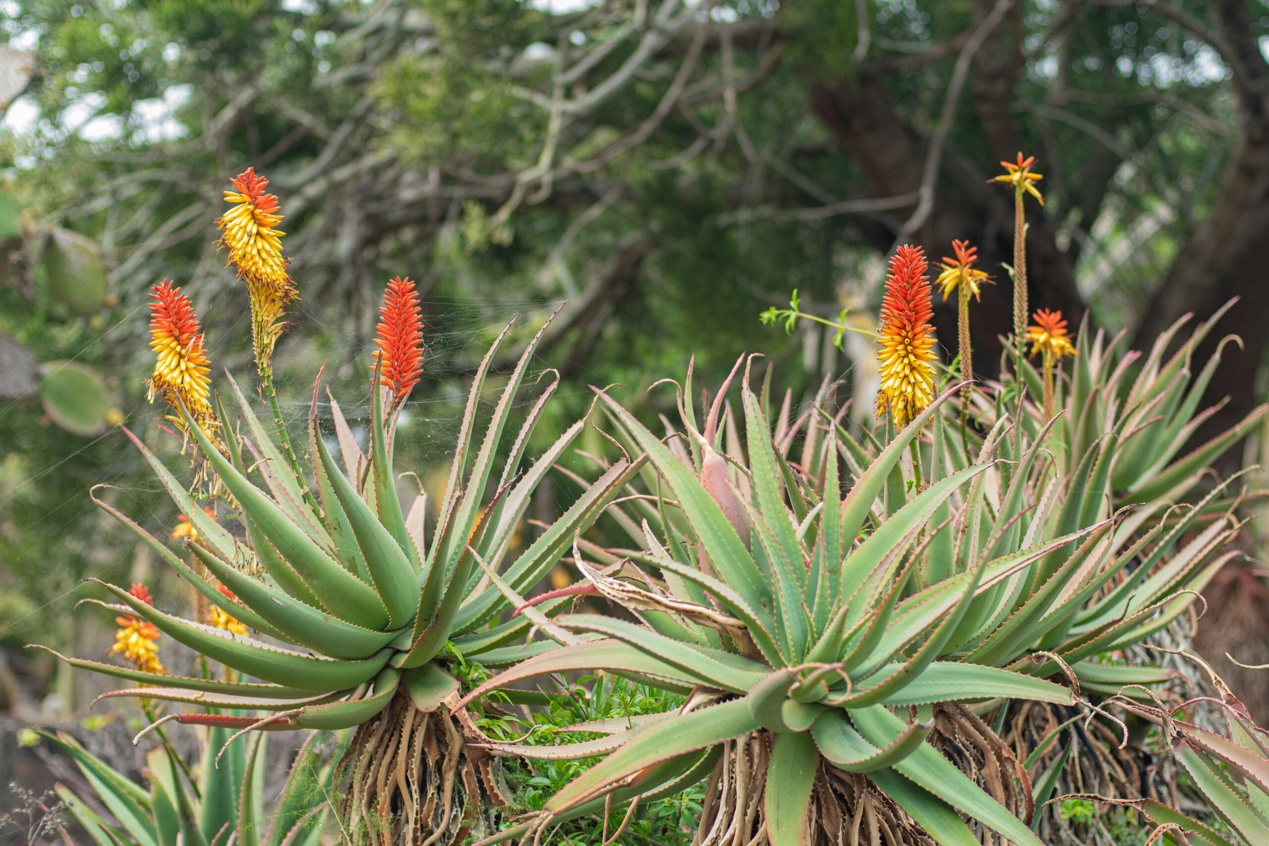 Aloe vera gel applied on scalp for reducing hair fall